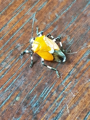 Coryzorhaphis leucocephala