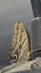 Caligo brasiliensis