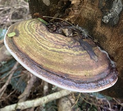 Fomitopsis hemitephra