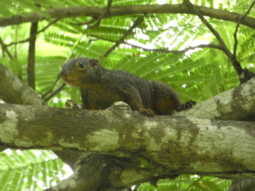 Red-legged Sun Squirrel