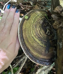 Fomitopsis hemitephra