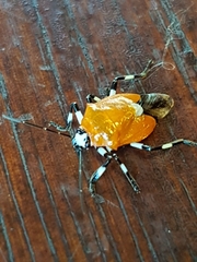 Coryzorhaphis leucocephala