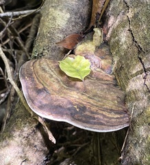 Fomitopsis hemitephra