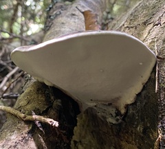 Fomitopsis hemitephra