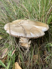 Amanita velosa