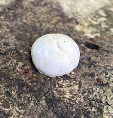 Fomitopsis hemitephra