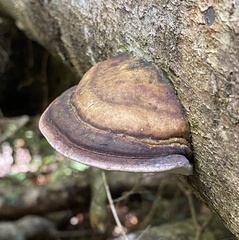 Fomitopsis hemitephra
