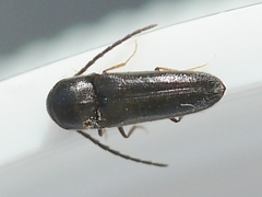 Microrhagus breviangularis