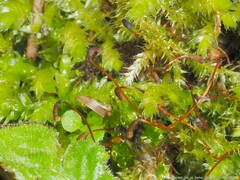 Rhynchostegium serrulatum