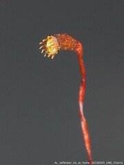 Rhynchostegium serrulatum