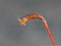 Rhynchostegium serrulatum