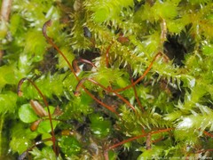 Rhynchostegium serrulatum