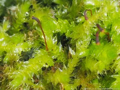 Rhynchostegium serrulatum