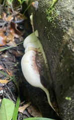 Fomitopsis hemitephra