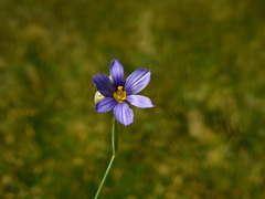 Sisyrinchium chilense