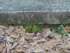 Rhynchostegium serrulatum