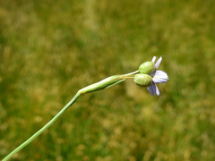 Sisyrinchium chilense