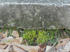 Rhynchostegium serrulatum