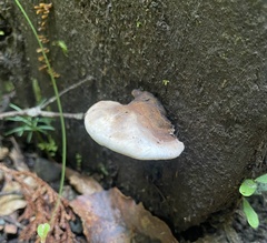 Fomitopsis hemitephra