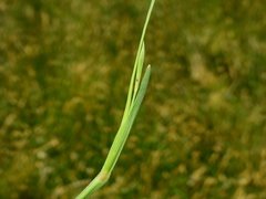 Sisyrinchium chilense