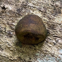 Fomitopsis hemitephra