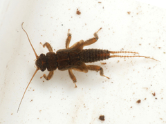 Nemoura flexuosa