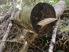 Fomitopsis hemitephra