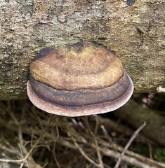 Fomitopsis hemitephra