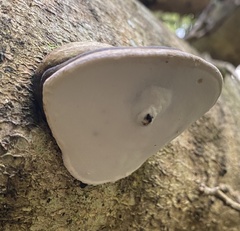 Fomitopsis hemitephra
