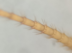 Nemoura flexuosa