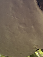 Fomitopsis hemitephra