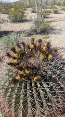 Ferocactus emoryi