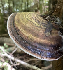 Fomitopsis hemitephra