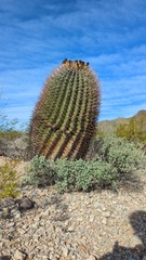 Ferocactus emoryi