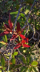 Pleradenophora bilocularis