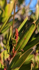 Pleradenophora bilocularis