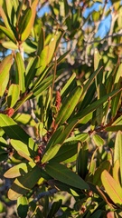 Pleradenophora bilocularis