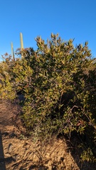 Pleradenophora bilocularis