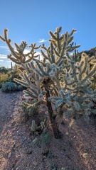Cylindropuntia fulgida