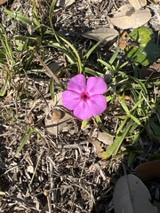 Phlox drummondii