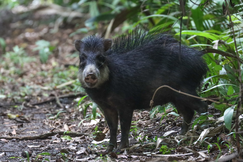 Mexican White-lipped Peccary