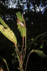 Anthurium stipitatum