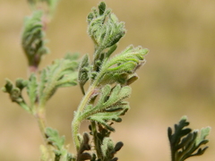 Glandularia macrosperma