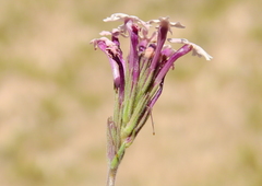 Glandularia macrosperma