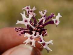 Glandularia macrosperma