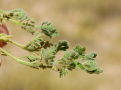Glandularia macrosperma