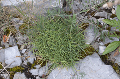 Dianthus plumarius praecox