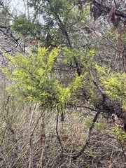 Chamaecyparis pisifera