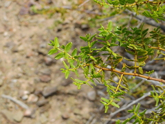 Larrea nitida