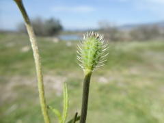 Papaver hybridum